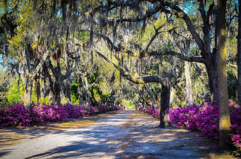 Bonaventure Don Savannah Walking Tour Bonaventure Cemetery